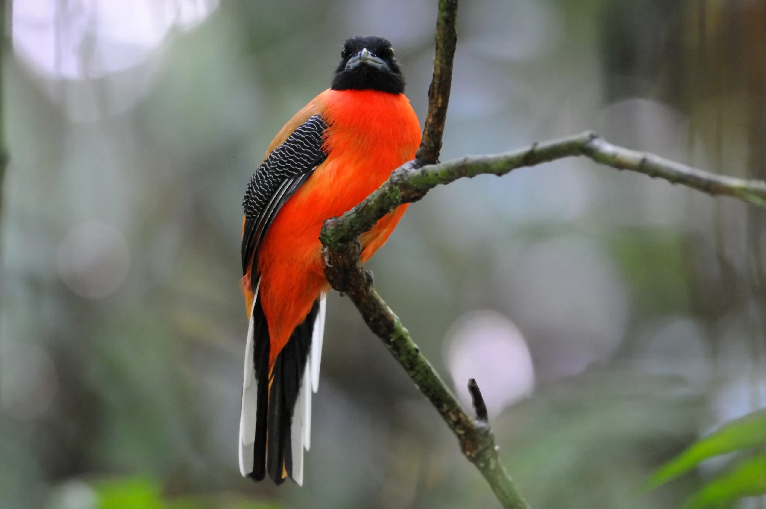 Birdwatching in Danum Valley — Danum Valley, Sabah