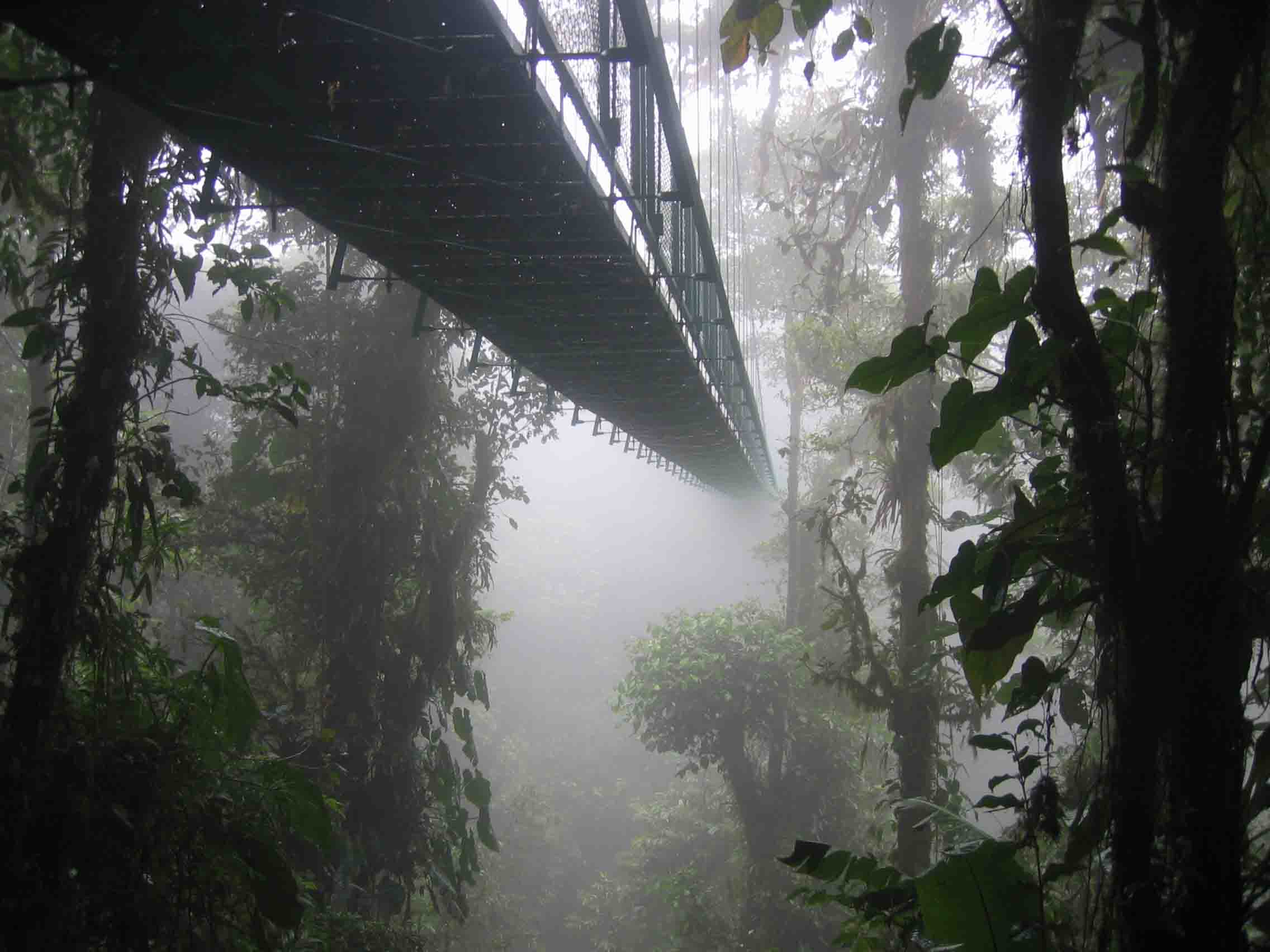 Canopy walkway suspended above the forest floor — Danum Valley