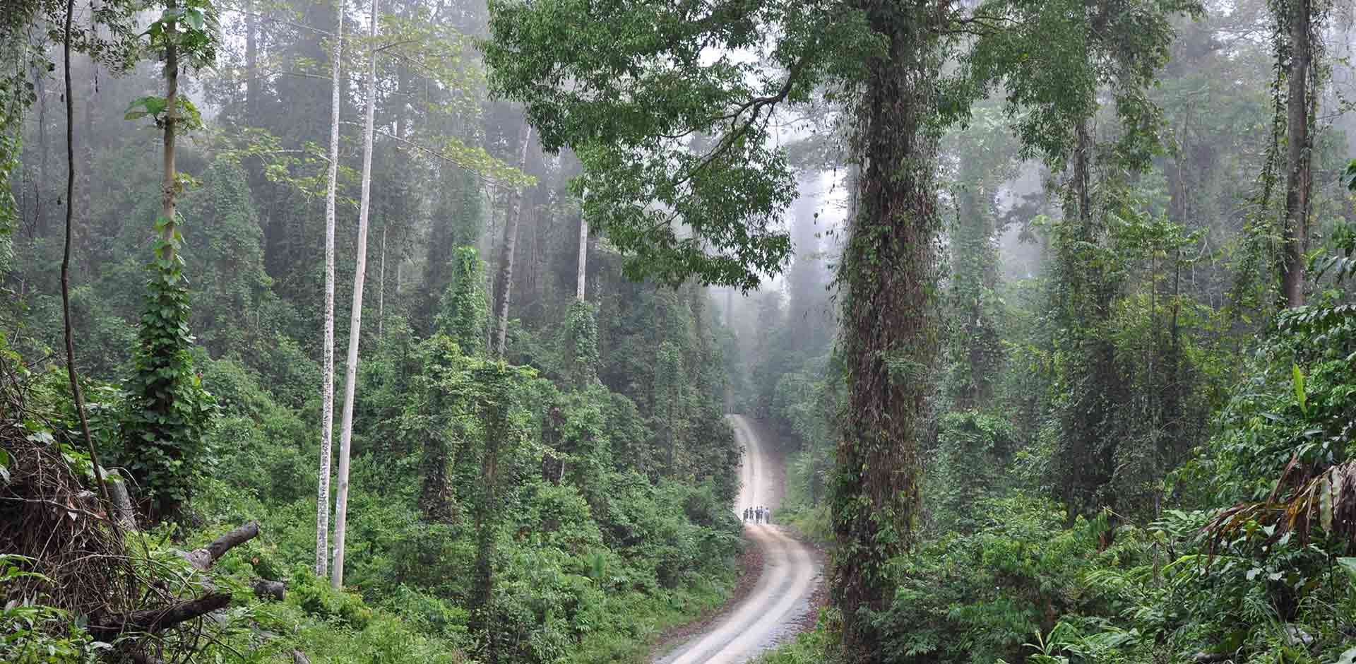 Danum Valley from Kota Kinabalu — Danum Valley, Sabah