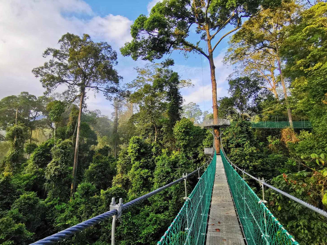 Danum Valley vs Tabin — Danum Valley, Sabah