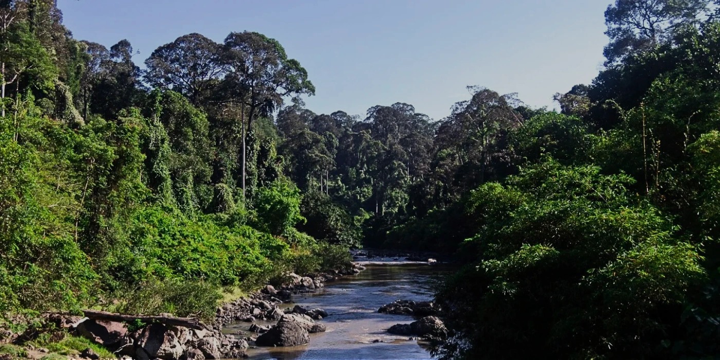 Is Danum Valley worth it? — Danum Valley, Sabah
