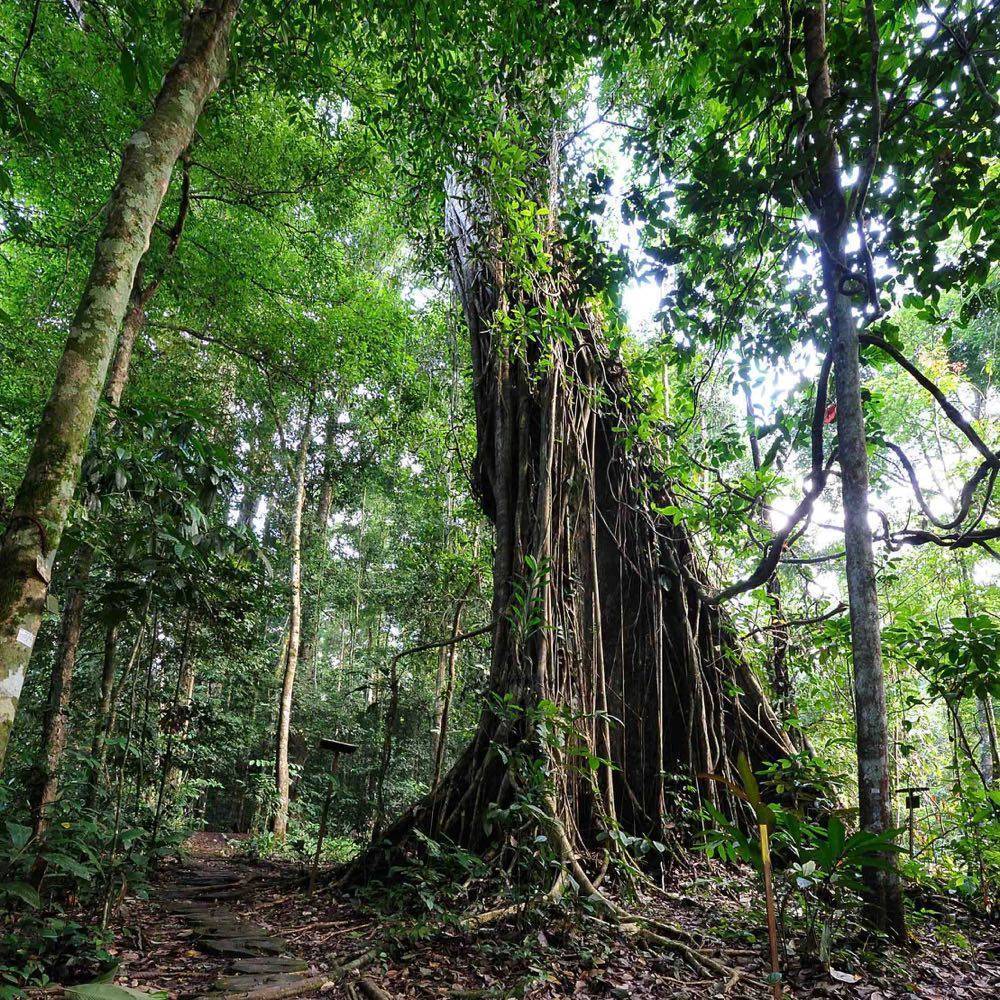 Menara, the world's tallest tropical tree