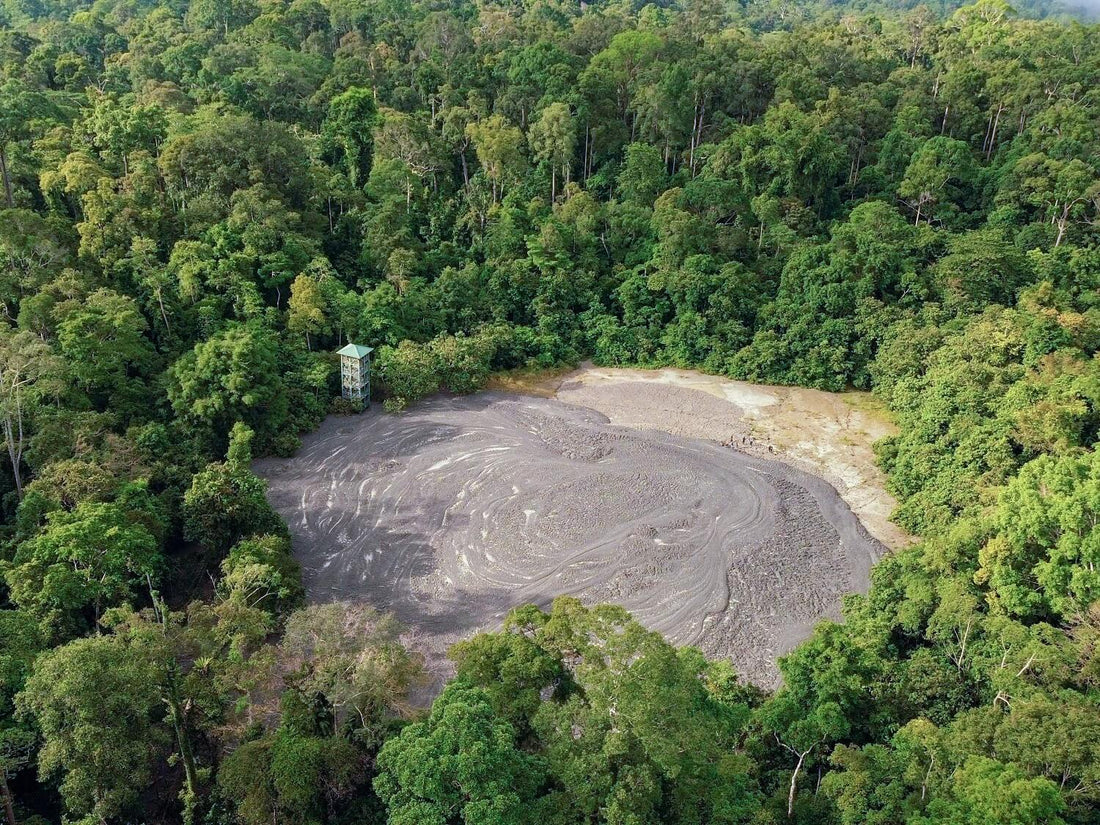 Mud volcano, Tabin Wildlife Reserve — Danum Valley