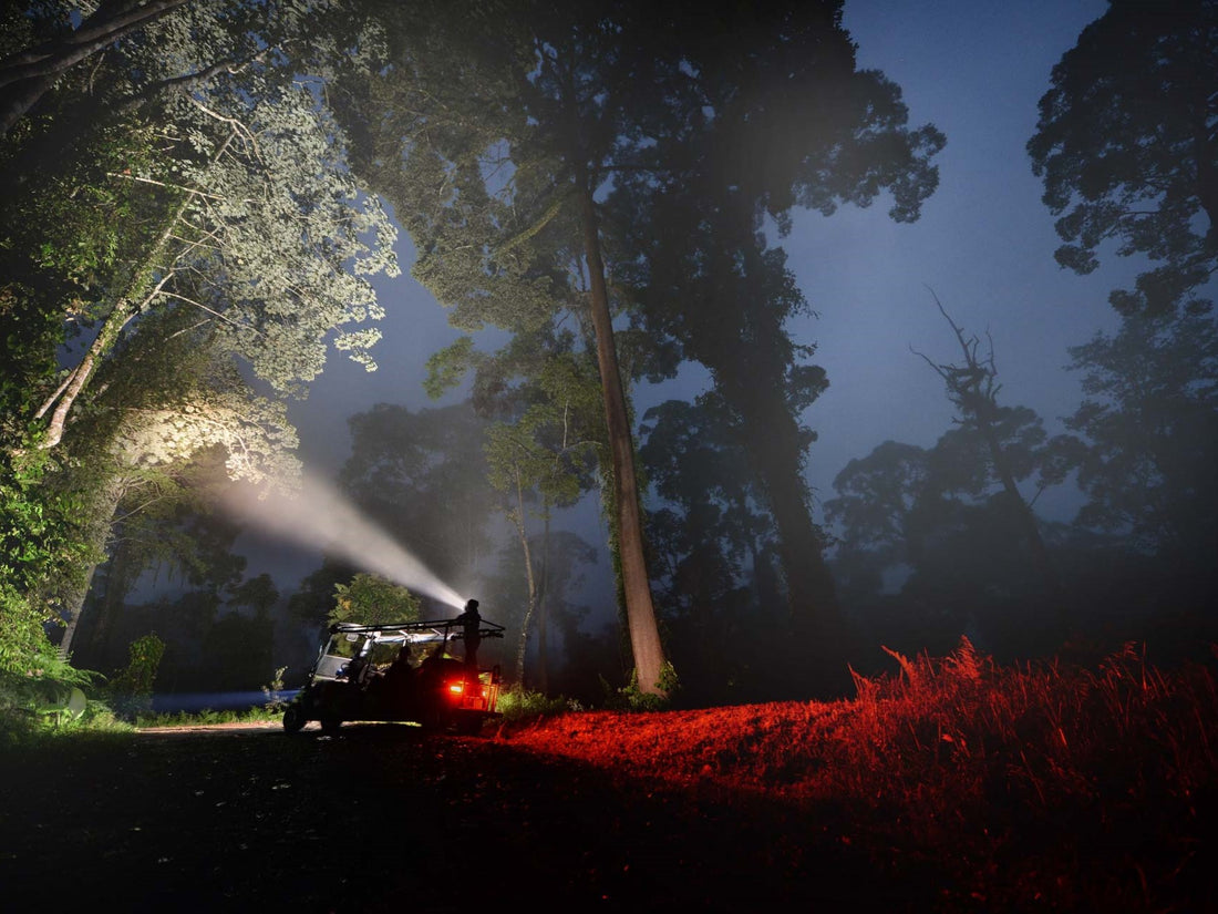 Night safari spotlight, Danum Valley