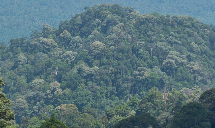 Primary rainforest canopy, undisturbed — Danum Valley