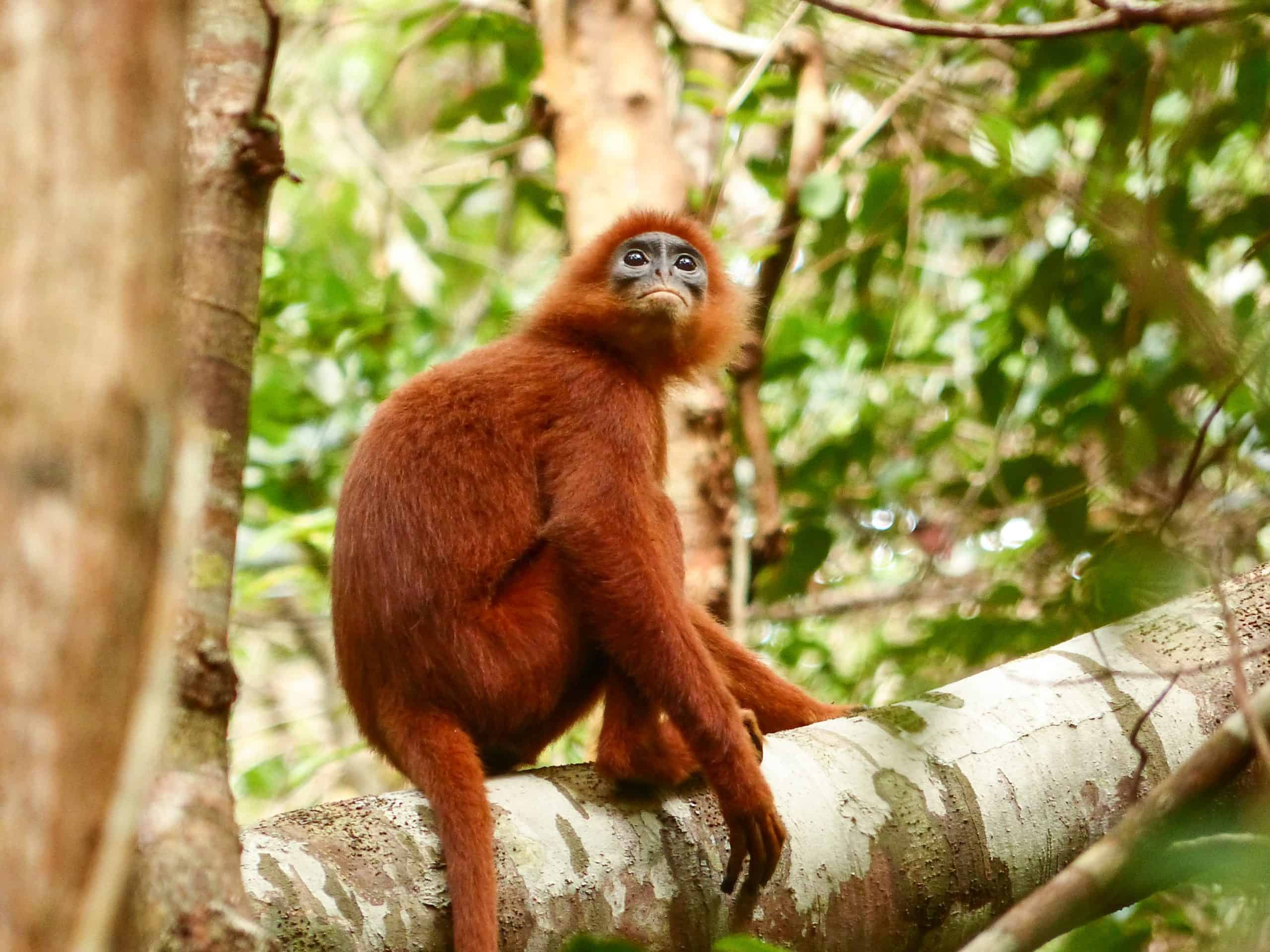 Red Leaf Monkey — Danum Valley, Sabah