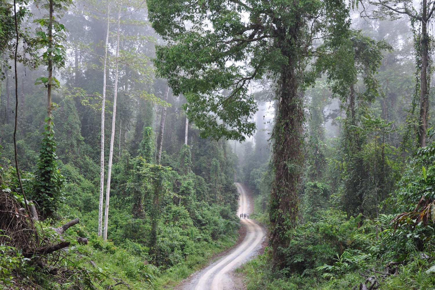 Road to Danum Valley through logged forest