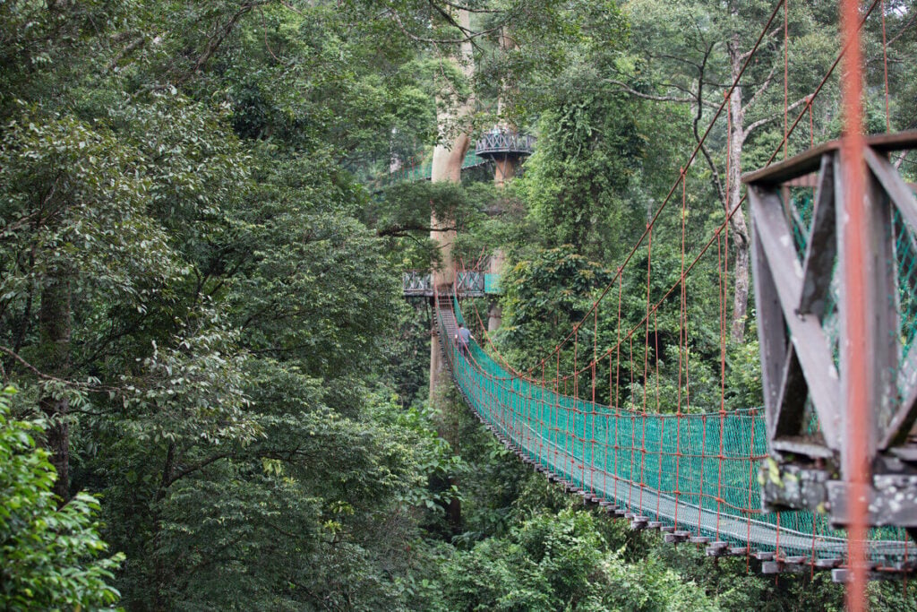 Solo traveller on the canopy walkway at dawn — Danum Valley