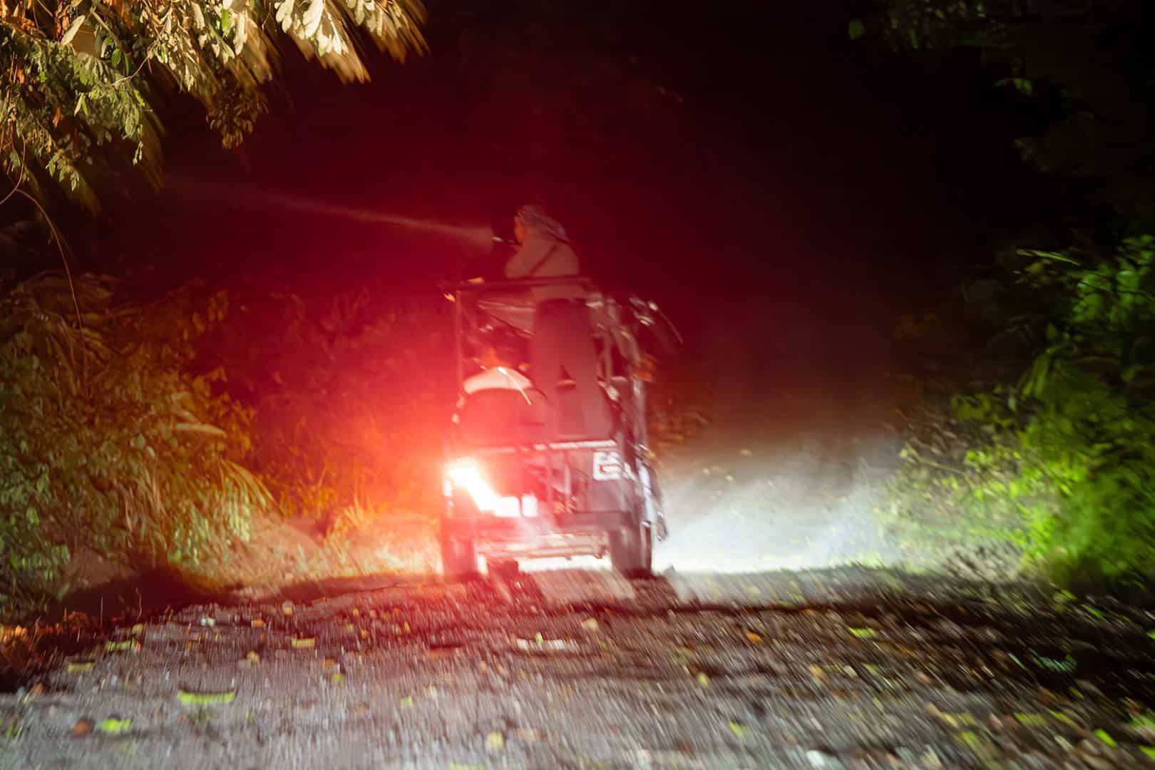 Spotlit eyeshine during a night drive — Danum Valley