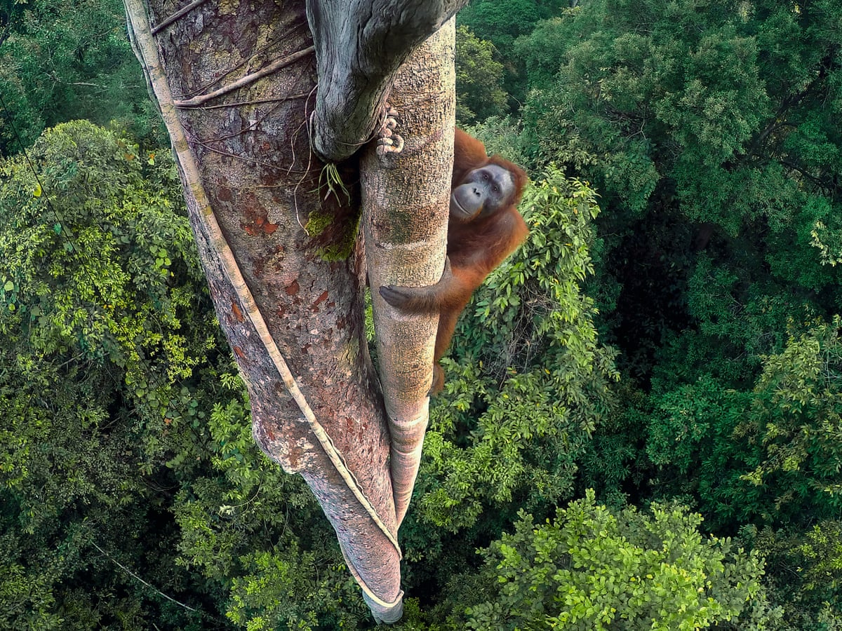 Wild Bornean orangutan in a fruiting tree near the grounds of Borneo Rainforest Lodge